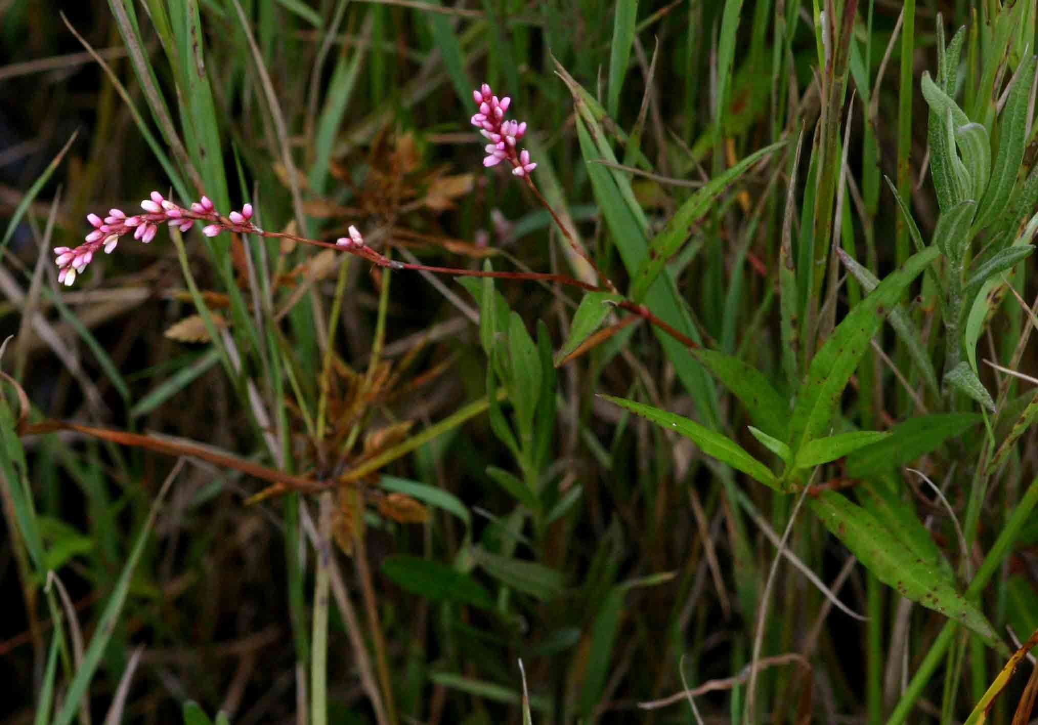 Image of Pinkweeds