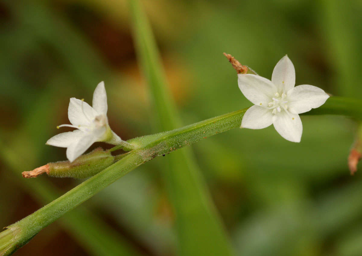 Image of Oxygonum