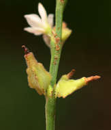 Image of Oxygonum