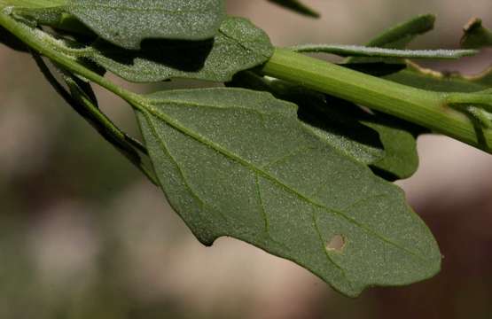 Image of Goosefoots