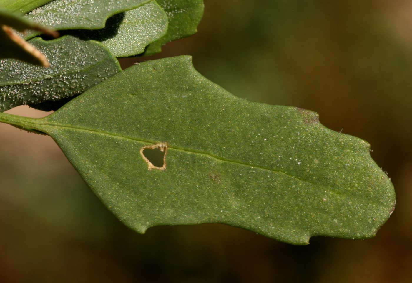 Image of Goosefoots