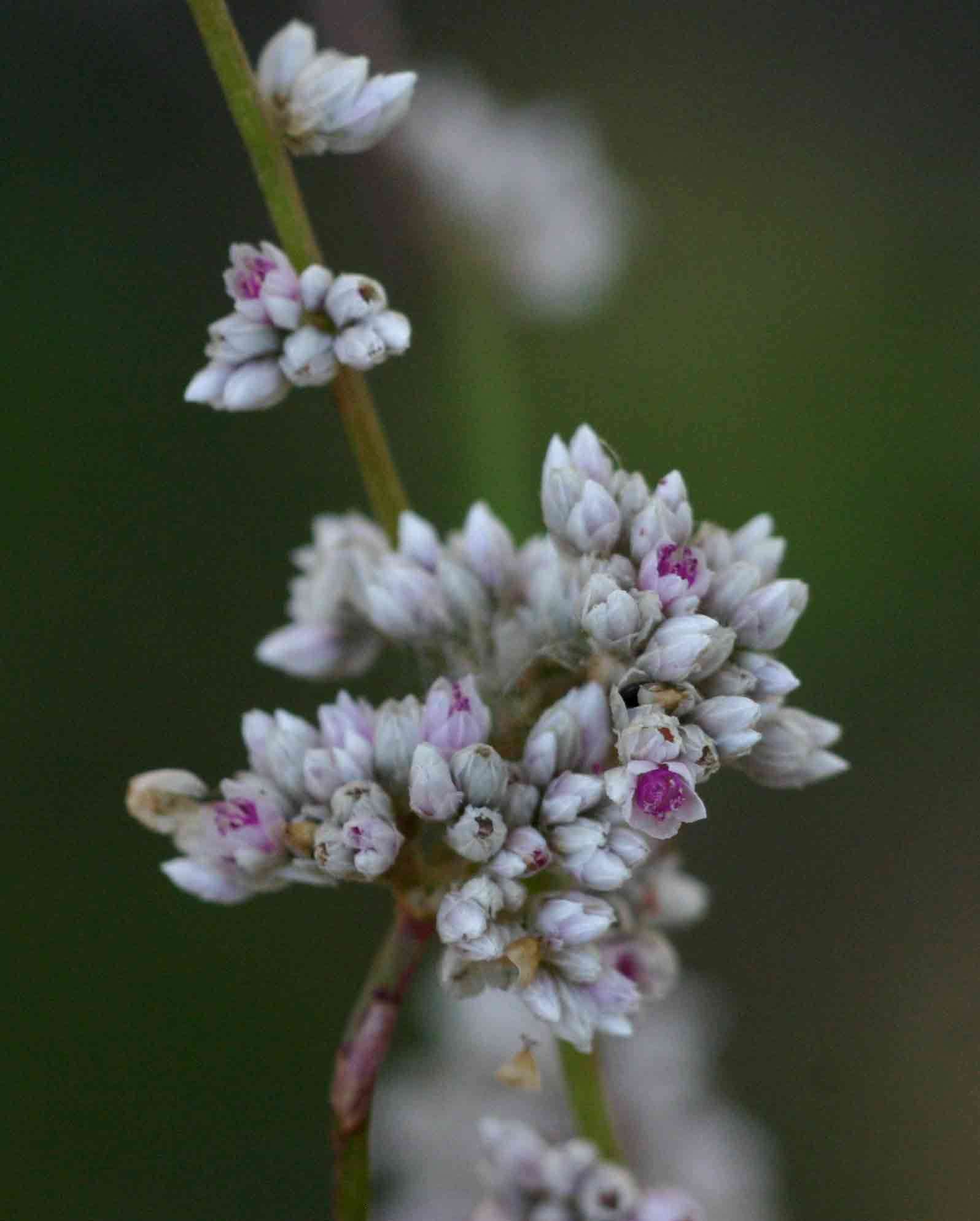 صورة Celosia