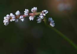 Imagem de Celosia