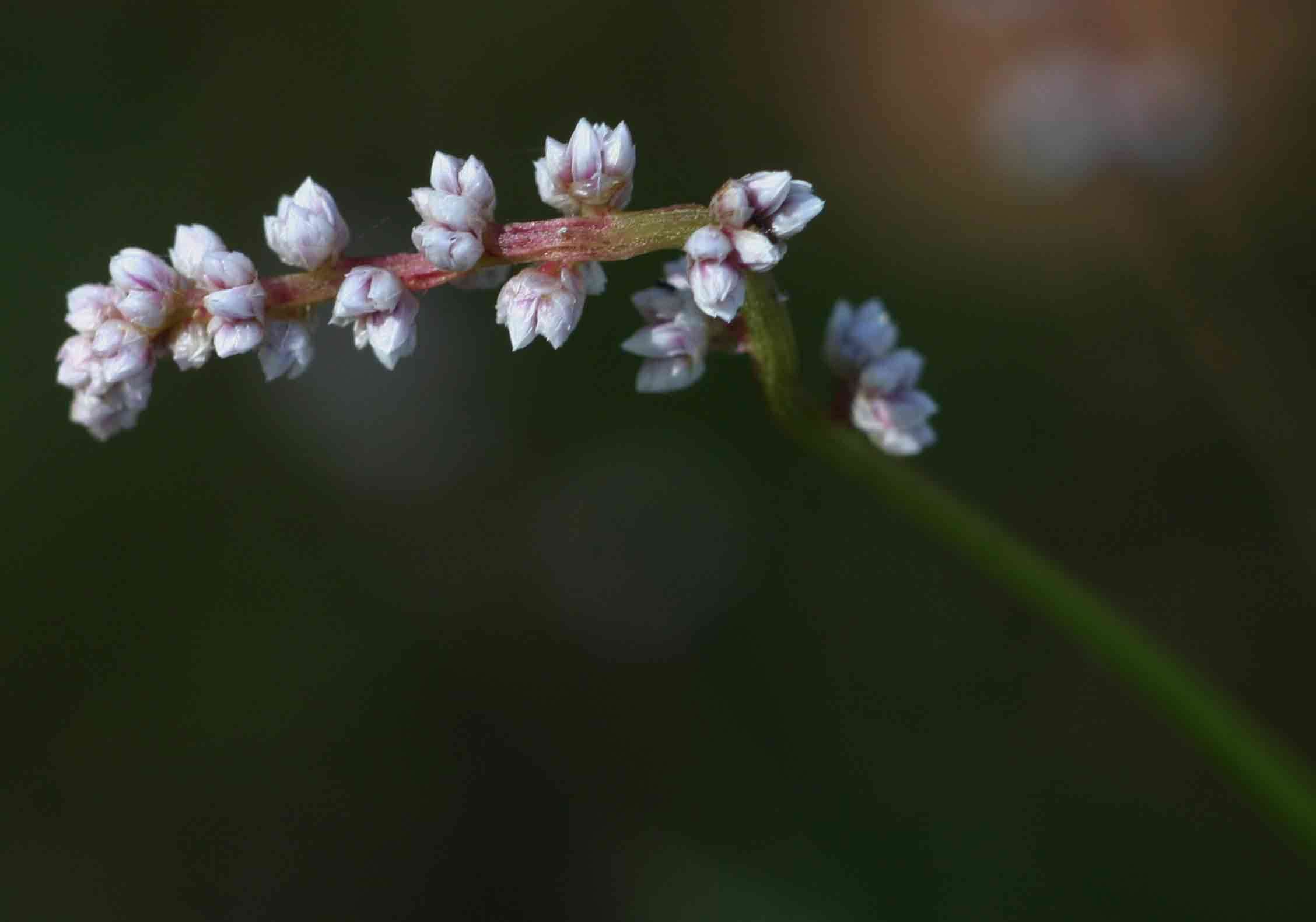 صورة Celosia