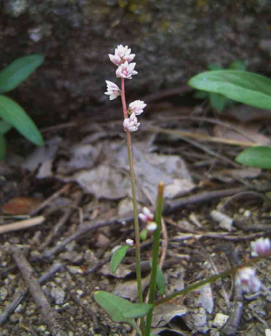 Imagem de Celosia