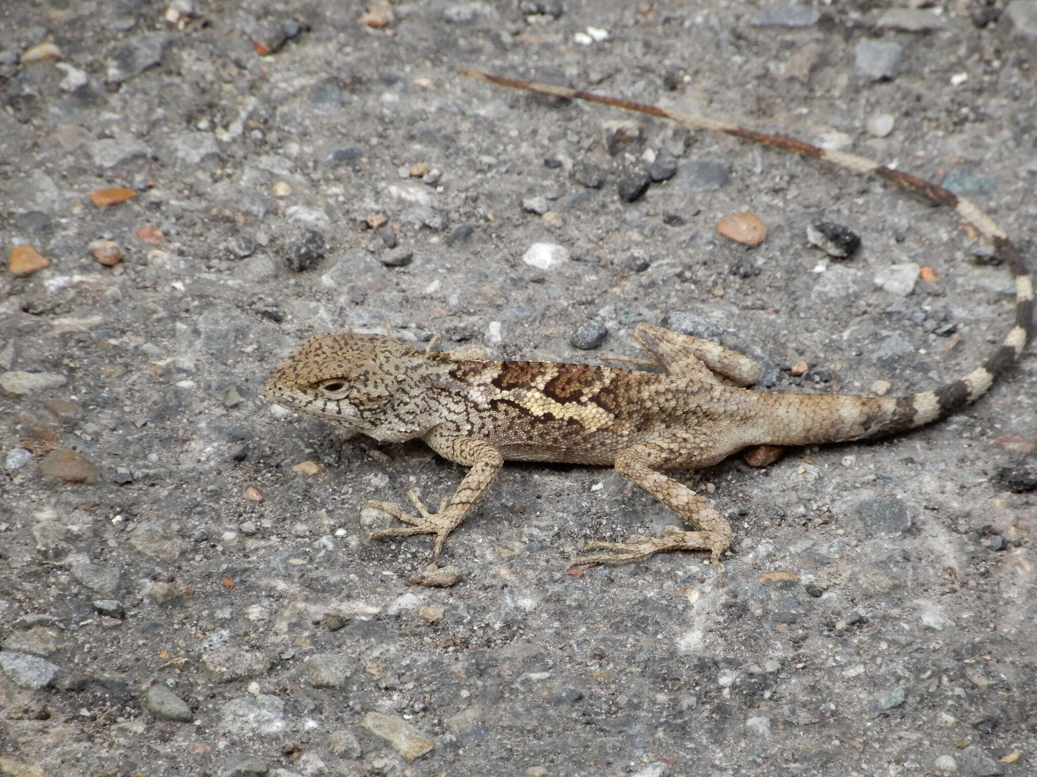 Image of Diploderma swinhonis (Günther 1864)