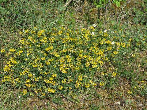 Image of Horseshoe-vetch