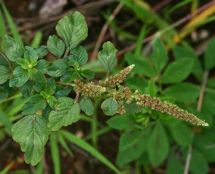 Image of Amaranthus emarginatus Salzm. ex Uline & Bray