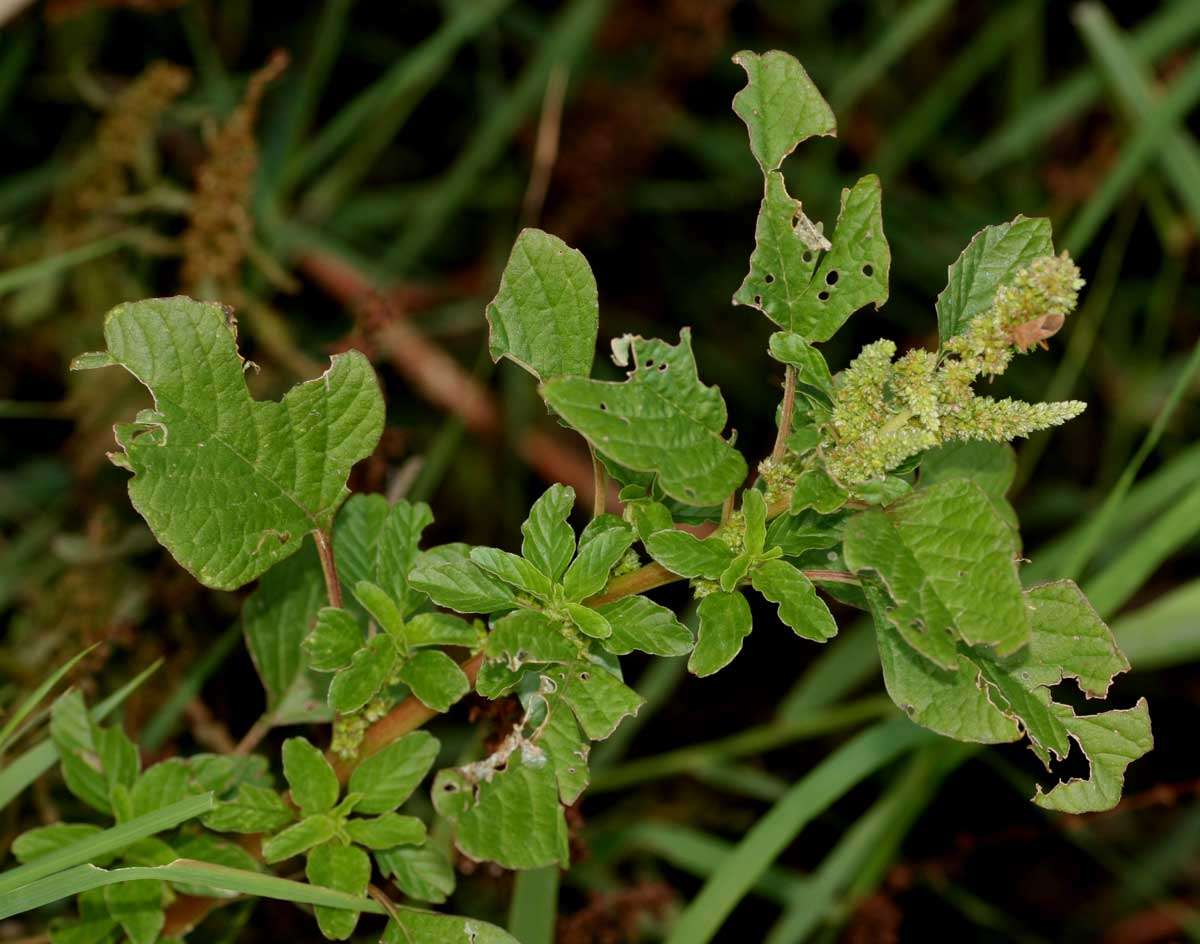 Amaranthus emarginatus Salzm. ex Uline & Bray resmi