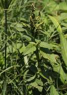 Amaranthus emarginatus Salzm. ex Uline & Bray resmi