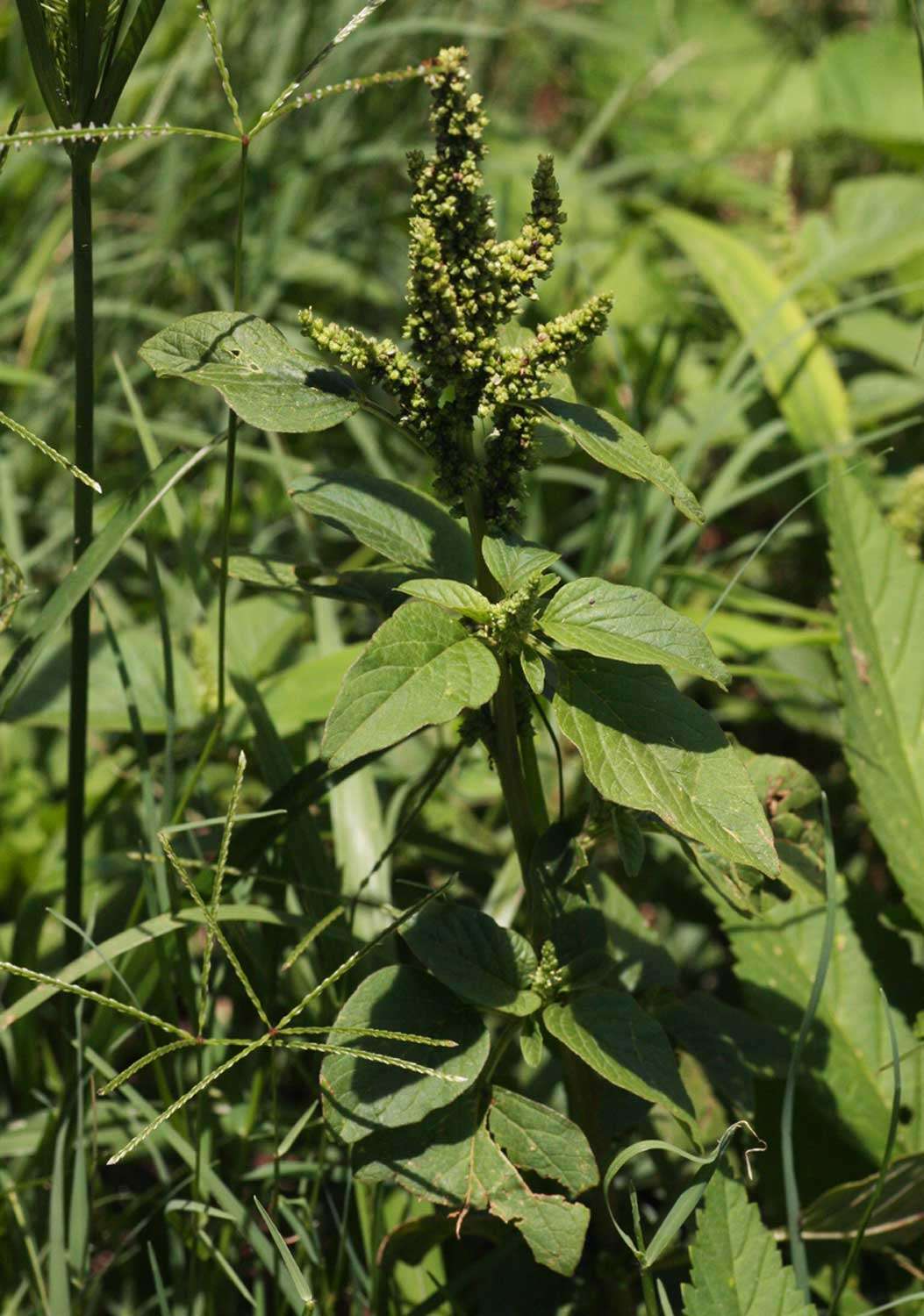 Image of Amaranthus emarginatus Salzm. ex Uline & Bray