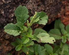 Amaranthus emarginatus Salzm. ex Uline & Bray resmi