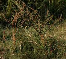 Amaranthus resmi