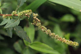 Amaranthus resmi