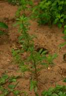 Image of Red pigweed