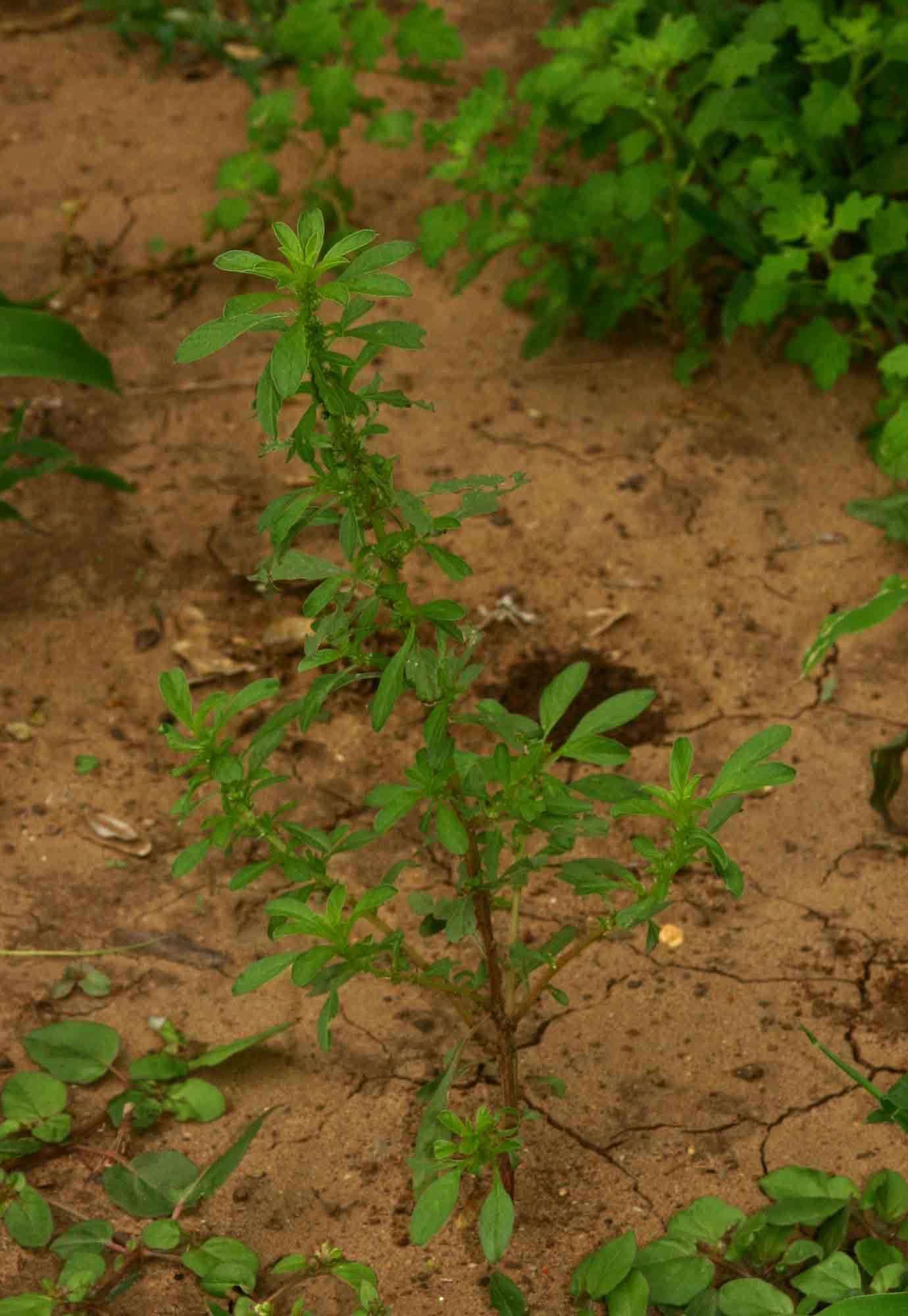 Amaranthus thunbergii Moq. resmi