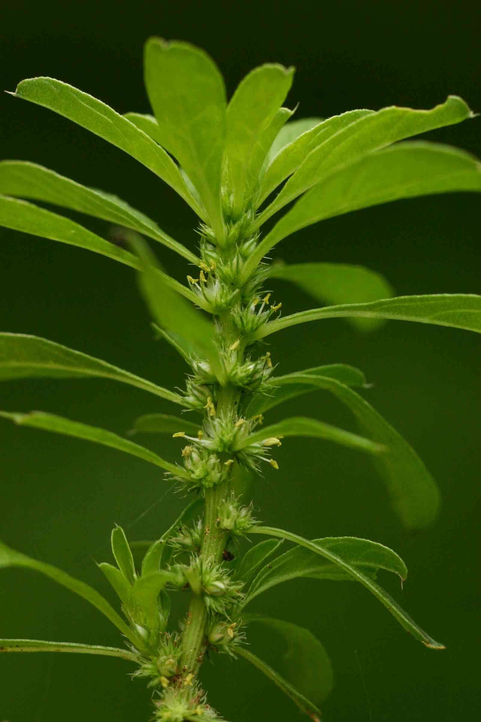 Image of Red pigweed