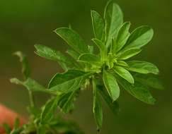 Amaranthus thunbergii Moq. resmi