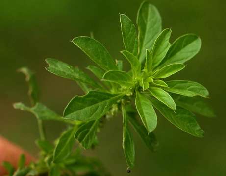 Image of Red pigweed