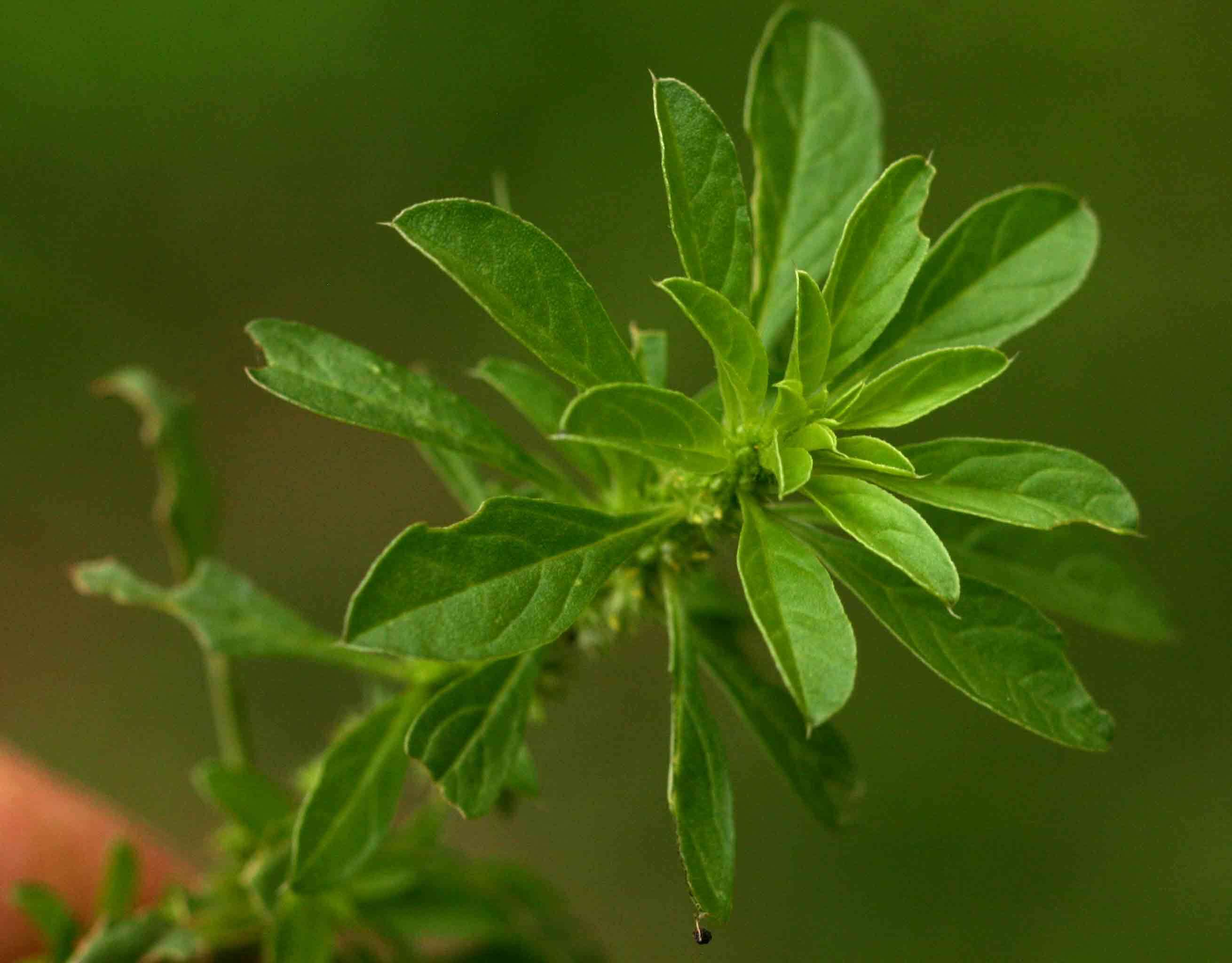 Image of Red pigweed