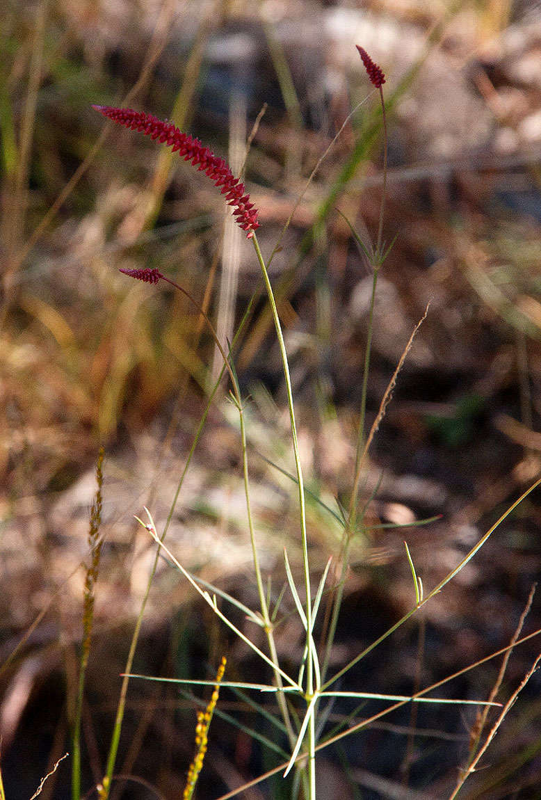 Image of Centemopsis