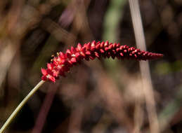 Слика од Centemopsis