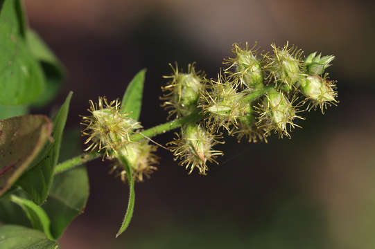 Слика од Pupalia lappacea (L.) A. Juss.