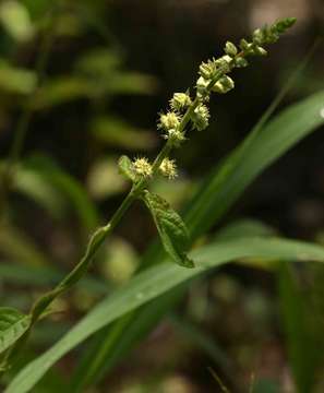 Слика од Pupalia lappacea (L.) A. Juss.