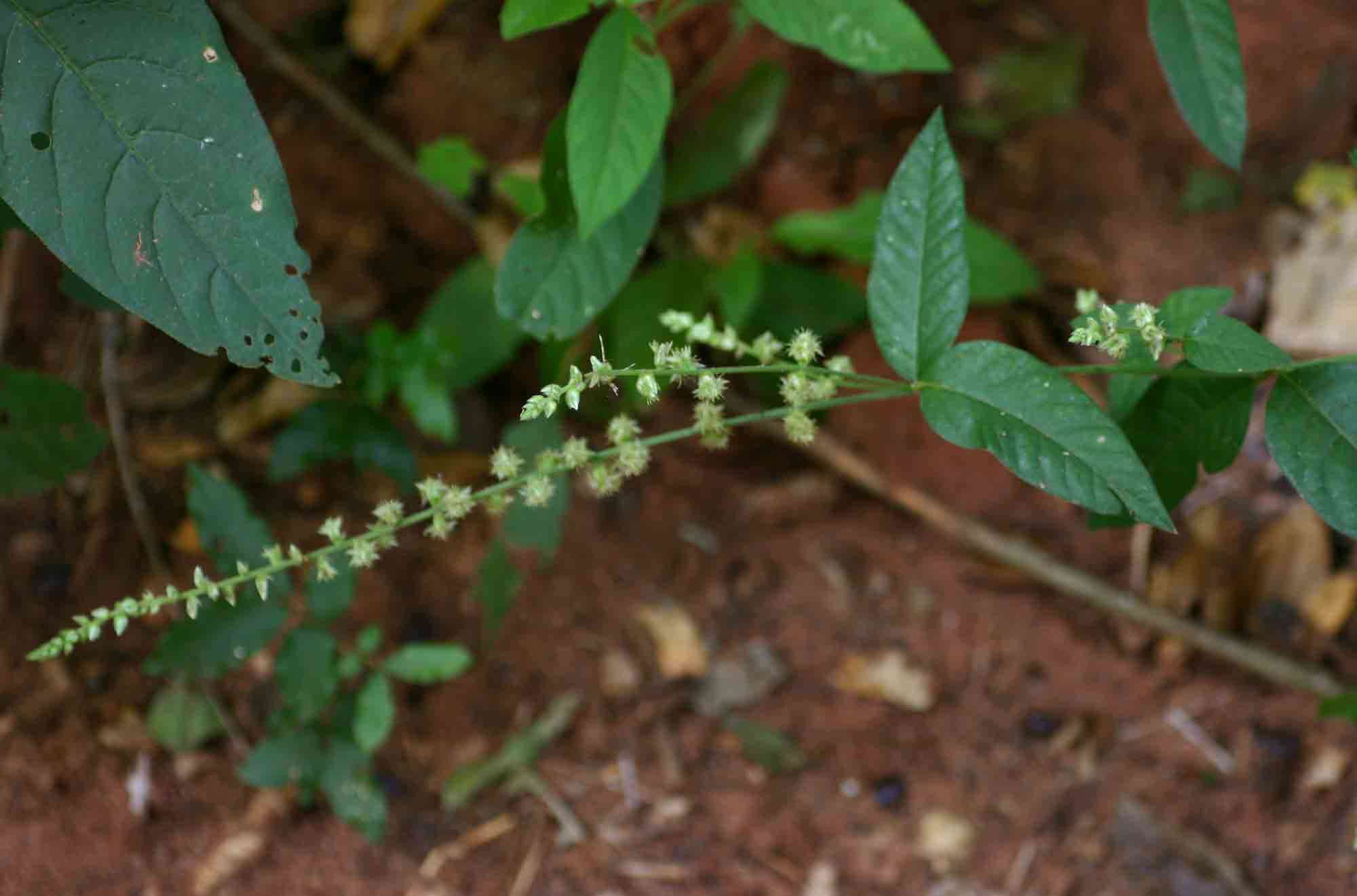 Image of Pupalia lappacea (L.) A. Juss.