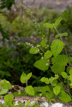 Image of Pupalia lappacea (L.) A. Juss.