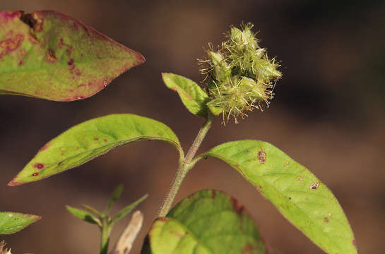 Image of Pupalia lappacea (L.) A. Juss.