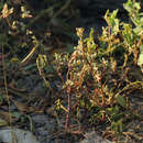 Image de Nothosaerva brachiata (L.) Wight