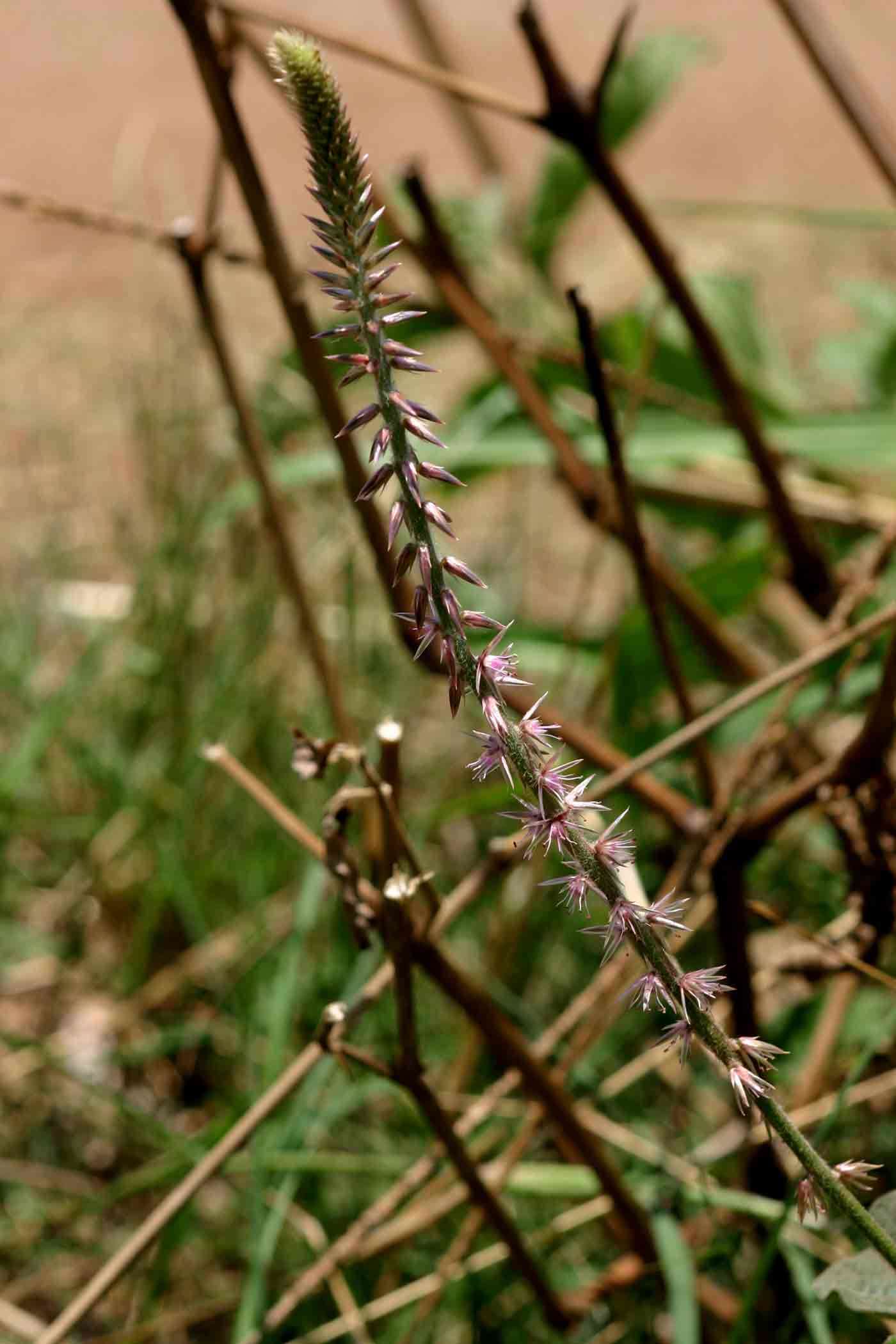 Image of chaff flower