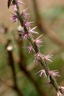 Image of chaff flower