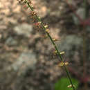 Слика од Achyranthes aspera var. pubescens (Moq.) C. C. Townsend