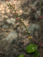 Image of chaff flower