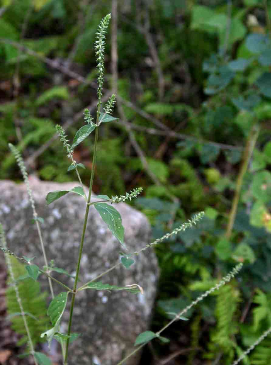 Imagem de Achyranthes sicula (L.) All.