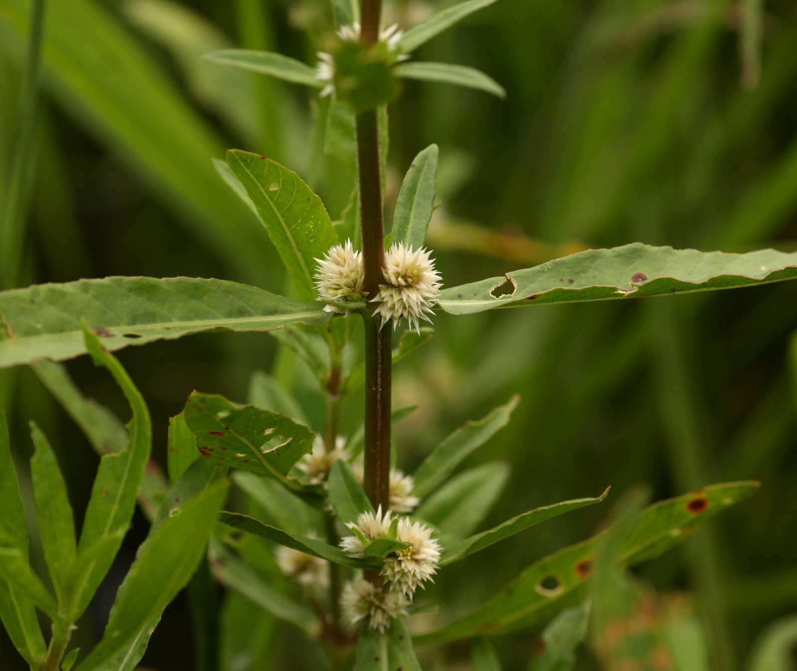 Image of joyweed