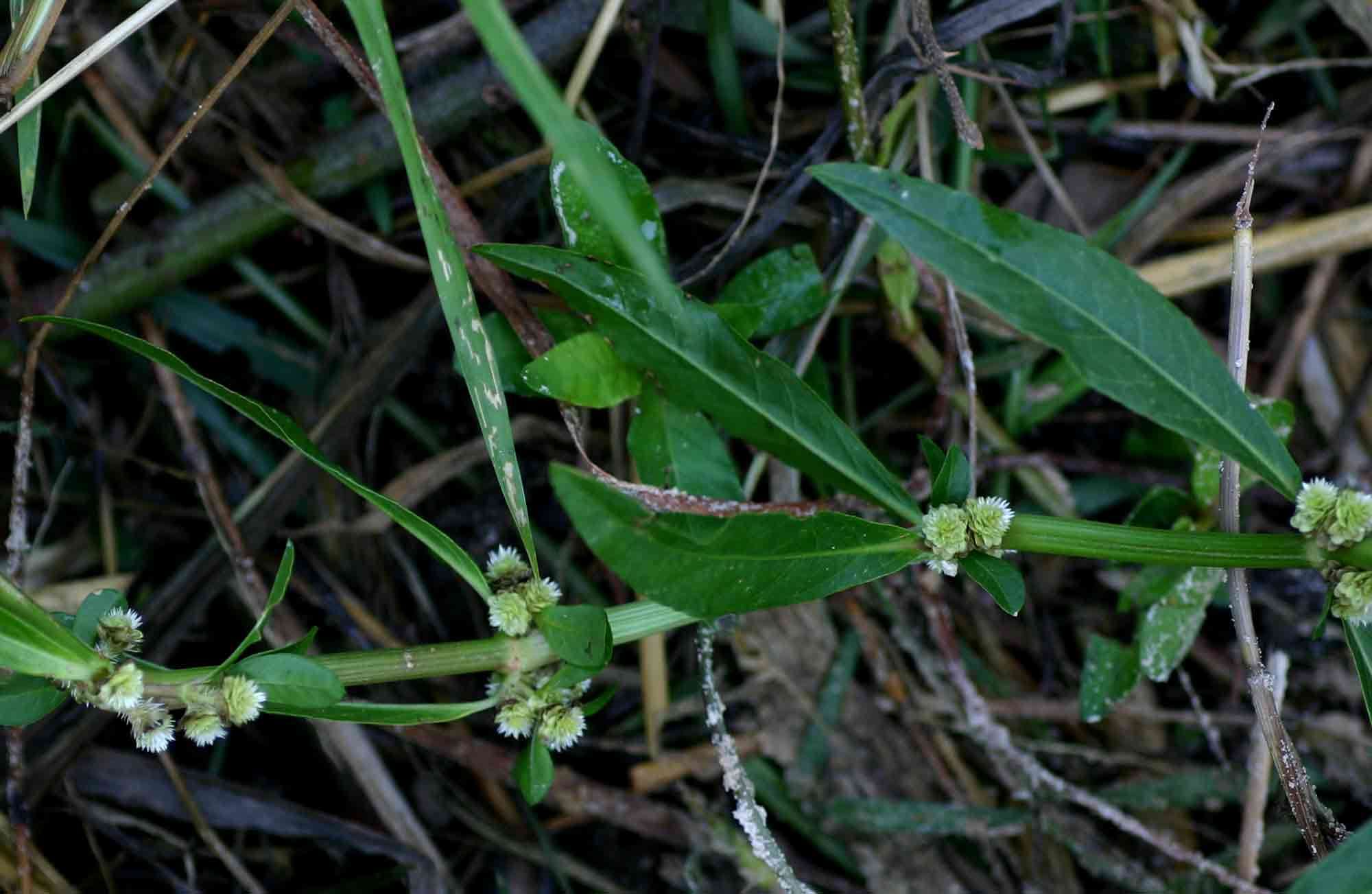 Image of joyweed