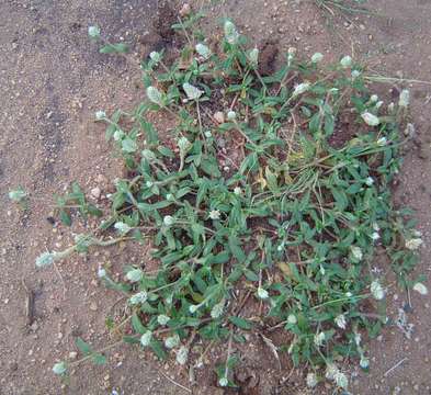 Image of globe amaranth