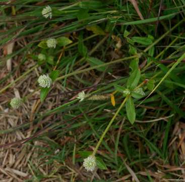 Gomphrena resmi