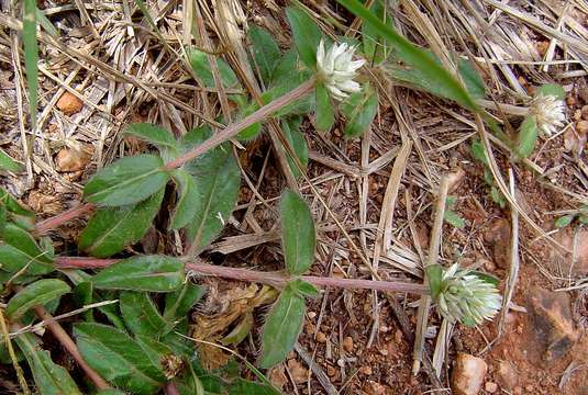 Image of globe amaranth