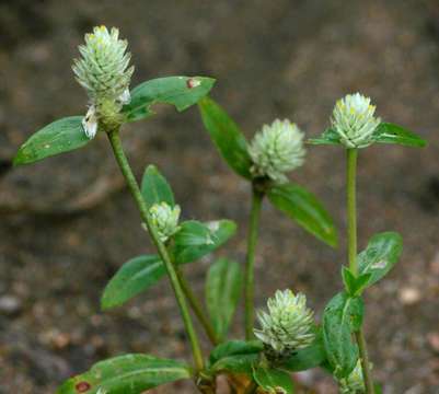 Image of globe amaranth