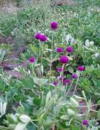 Image of globe amaranth