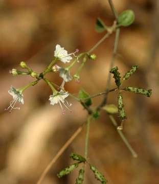 Sivun Commicarpus plumbagineus (Cav.) Standl. kuva