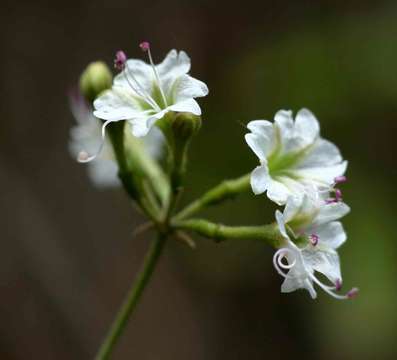 Imagem de Commicarpus plumbagineus (Cav.) Standl.