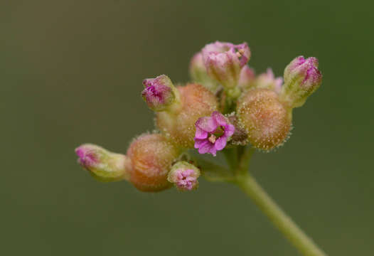 Image of spiderling