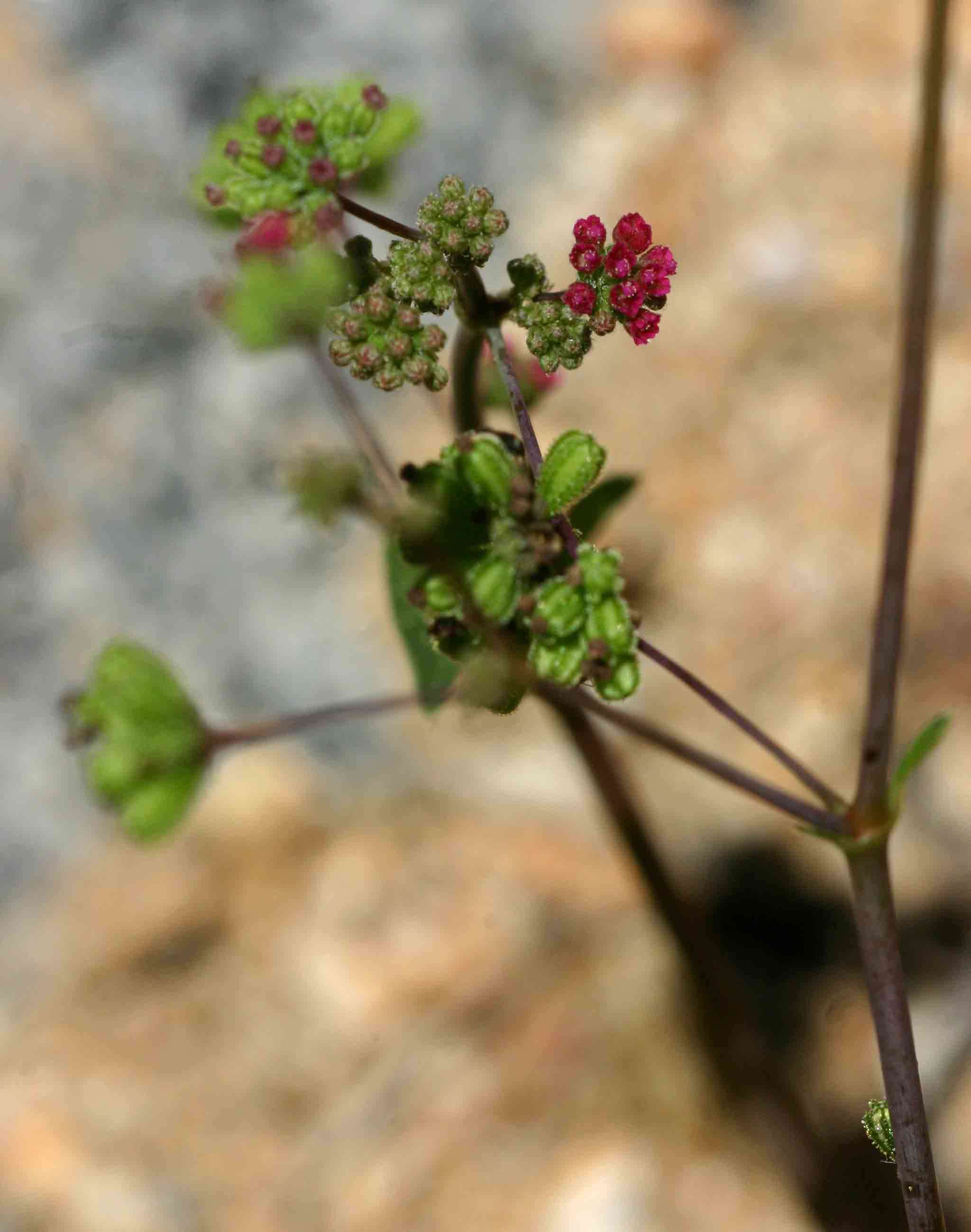 Image of spiderling