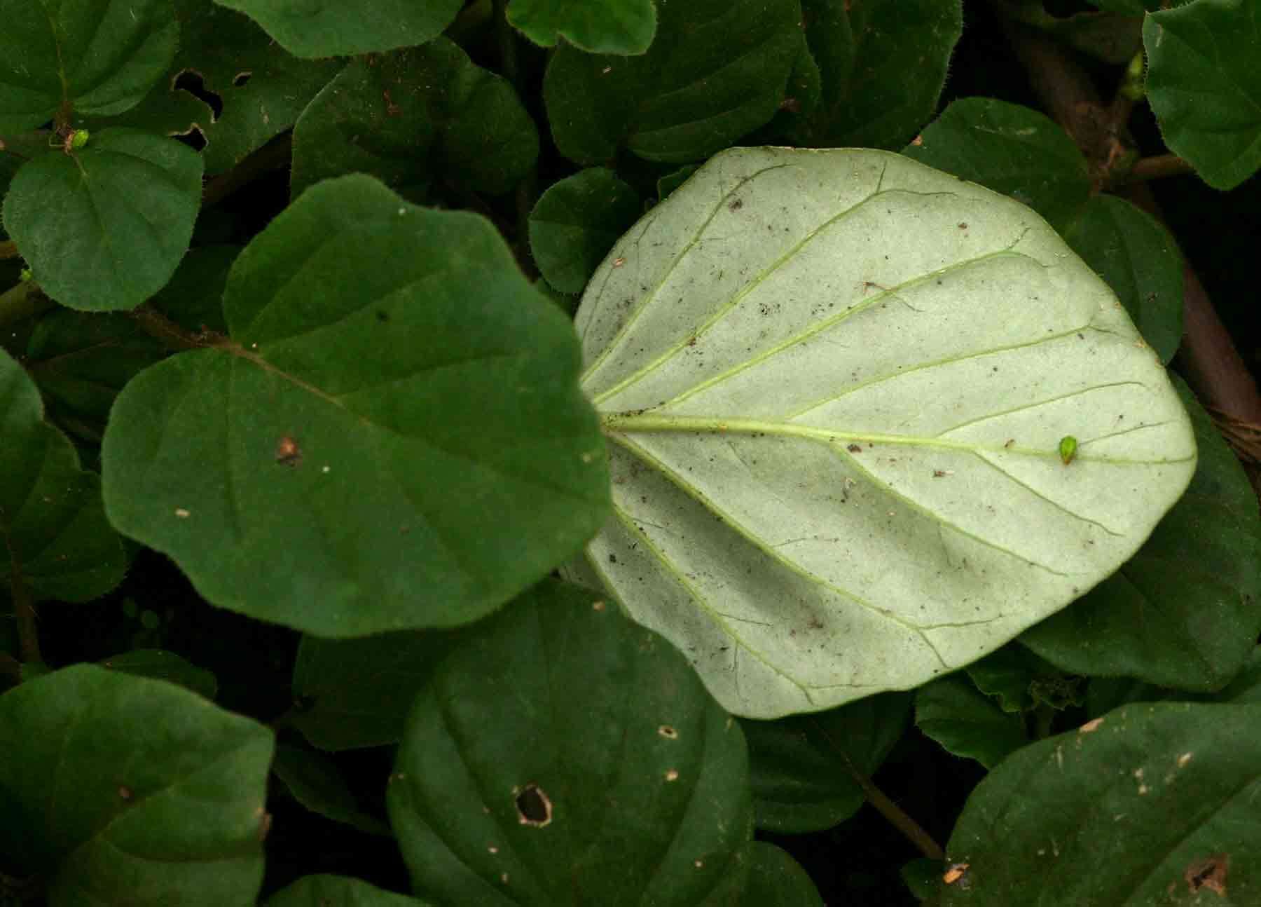 Image of spiderling