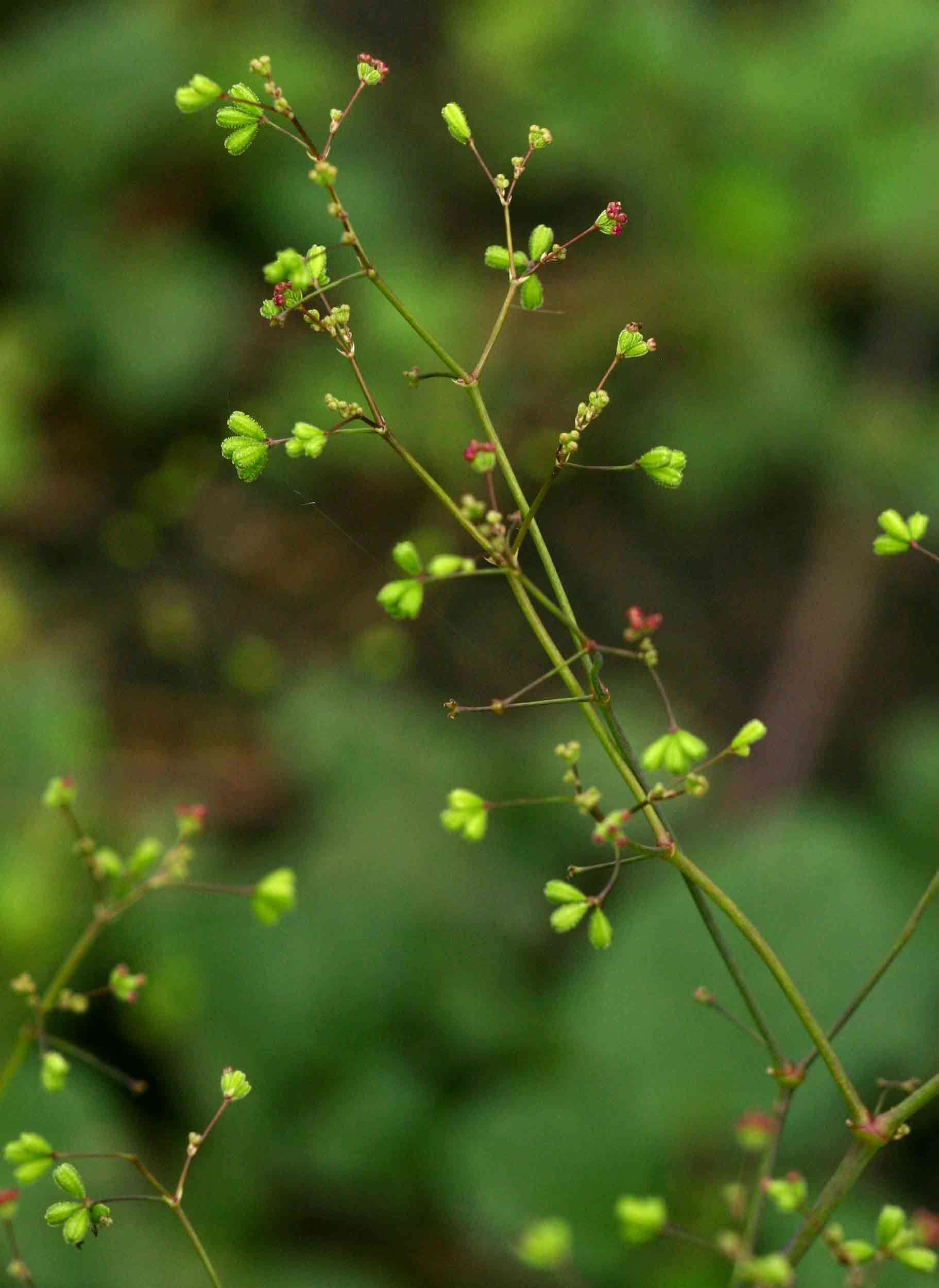 Imagem de Boerhavia